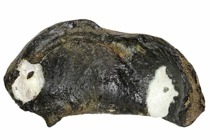 Fossil Whale Ear Bone - Miocene #109255